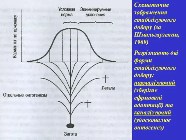 Схематичне зображення стабілізуючого добору (за Шмальгаузеном, 1969) Розрізняють дві форми