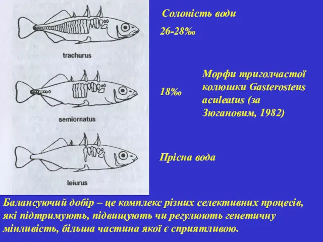 26-28‰ 18‰ Прісна вода Морфи триголчастої колюшки Gasterosteus aculeatus (за Зюгановим, 1982) Солоність