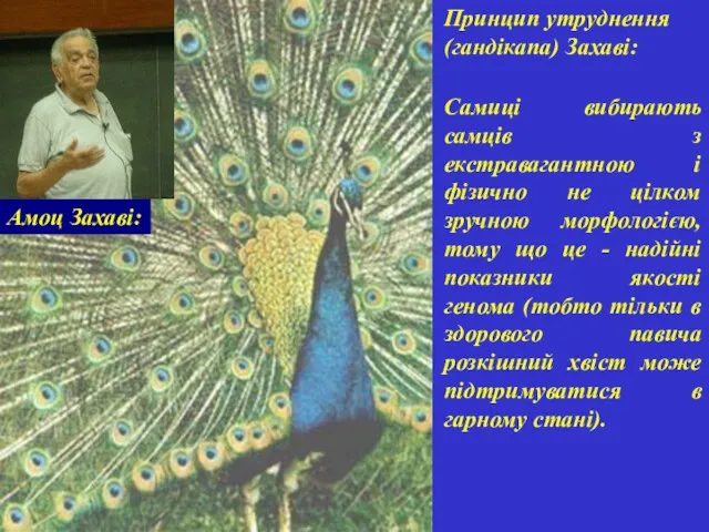 Принцип утруднення (гандікапа) Захаві: Самиці вибирають самців з екстравагантною і