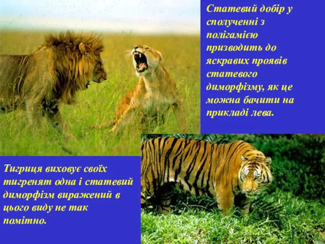 Статевий добір у сполученні з полігамією призводить до яскравих проявів статевого диморфізму, як