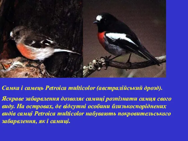 Самка і самець Petroica multicolor (австралійський дрозд). Яскраве забарвлення дозволяє самиці розпізнати самця