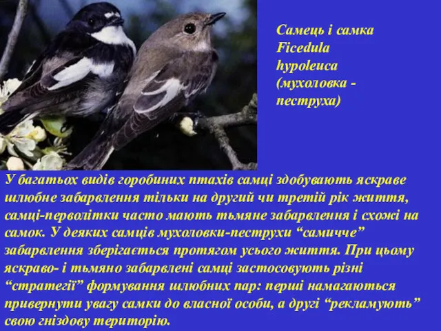 У багатьох видів горобиних птахів самці здобувають яскраве шлюбне забарвлення