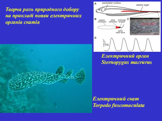 Електричний скат Torpedo fuscomaculata Творча роль природного добору на прикладі появи електричних органів скатів