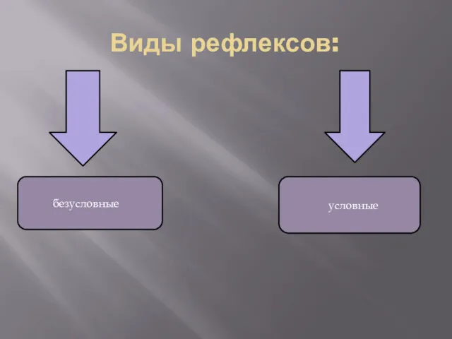 Виды рефлексов: безусловные условные