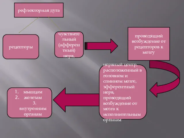 рефлекторная дуга рецепторы чувствительный (афферентный) нерв, проводящий возбуждение от рецепторов