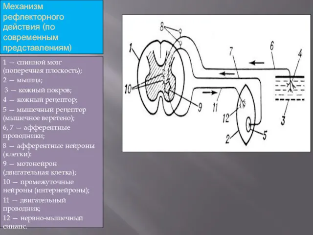 Механизм рефлекторного действия (по современным представлениям) 1 — спинной мозг