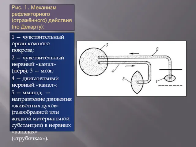 Рис. 1. Механизм рефлекторного (отражённого) действия (по Декарту): 1 —