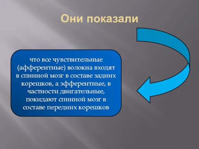 Они показали что все чувствительные (афферентные) волокна входят в спинной