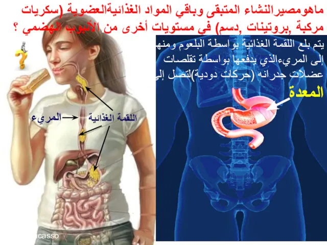 ماهومصيرالنشاء المتبقى وباقي المواد الغذائيةالعضوية (سكريات مركبة ,بروتينات ,دسم) في