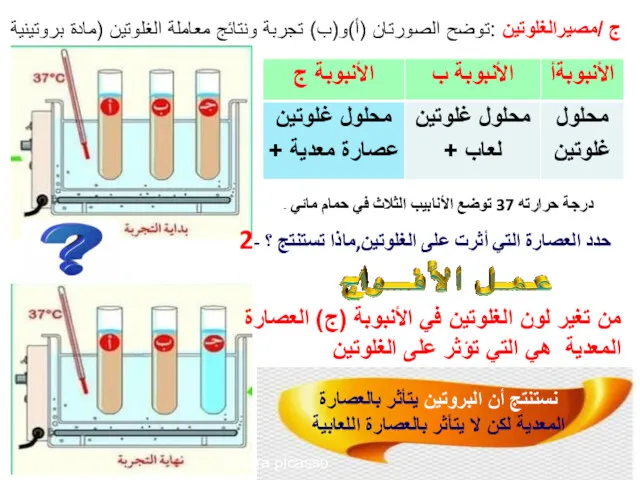 ج /مصيرالغلوتين :توضح الصورتان (أ)و(ب) تجربة ونتائج معاملة الغلوتين (مادة