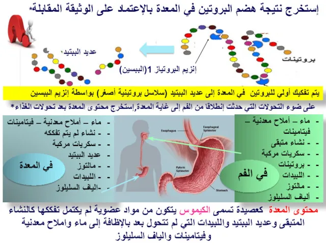 *إستخرج نتيجة هضم البروتين في المعدة بالإعتماد على الوثيقة المقابلة