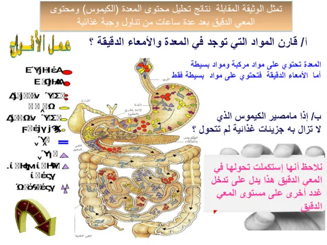 تمثل الوثيقة المقابلة نتائج تحليل محتوى المعدة (الكيموس) ومحتوى المعي