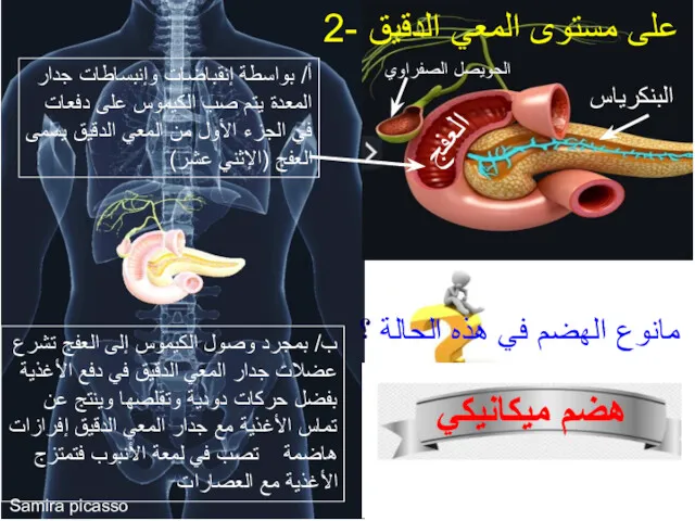 2- على مستوى المعي الدقيق أ/ بواسطة إنقباضات وإنبساطات جدار