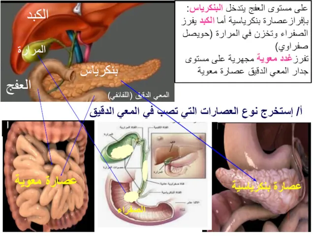 على مستوى العفج يتدخل البنكرياس:بإفرازعصارة بنكرياسية أما الكبد يفرز الصفراء