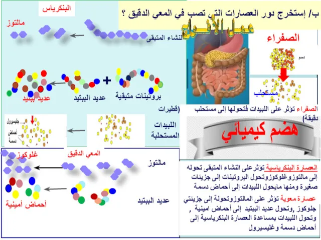 الصفراء ب/ إستخرج دور العصارات التي تصب في المعي الدقيق