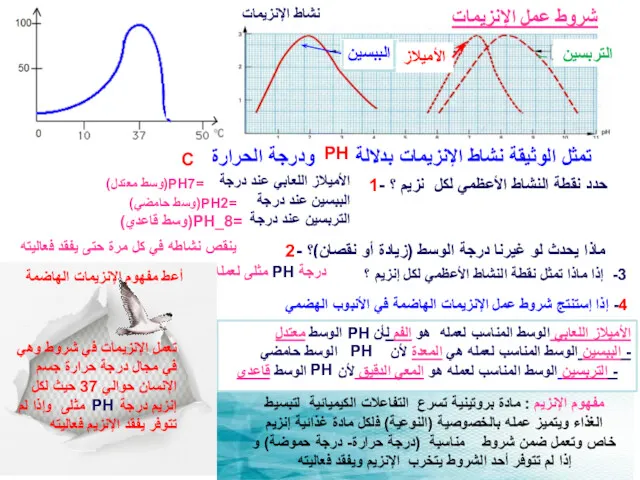 شروط عمل الإنزيمات الأميلاز التربسين الببسين نشاط الإنزيمات نشاط الإنزيمات