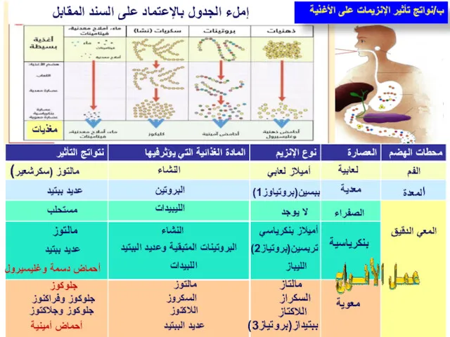 الفم المعدة المعي الدقيق لعابية معدية معوية الصفراء بنكرياسية أميلاز