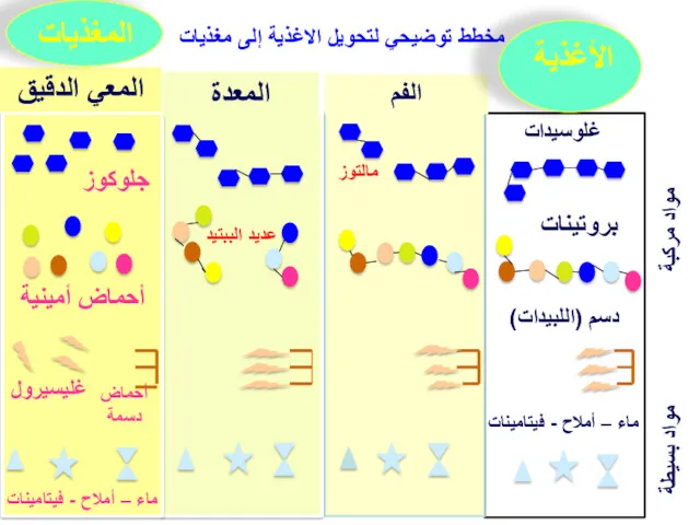 مواد مركبة مواد بسيطة غلوسيدات بروتينات دسم (اللبيدات) ماء –