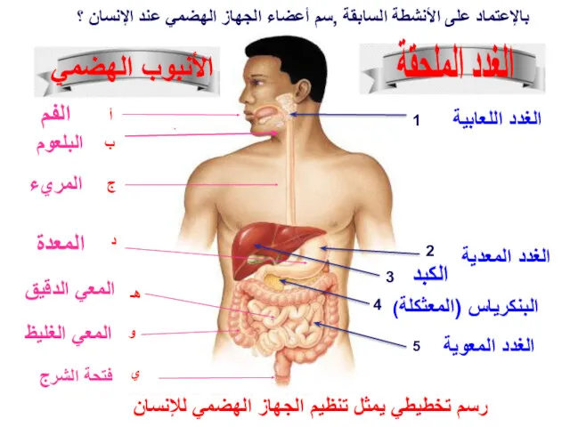 الغدد الملحقة الأنبوب الهضمي الغدد اللعابية الغدد المعدية الغدد المعوية