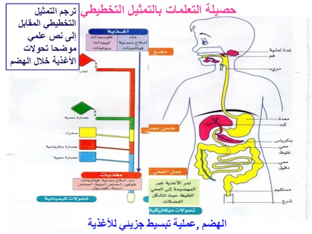حصيلة التعلمات بالتمثيل التخطيطي الهضم ,عملية تبسيط جزيئي للأغذية ترجم