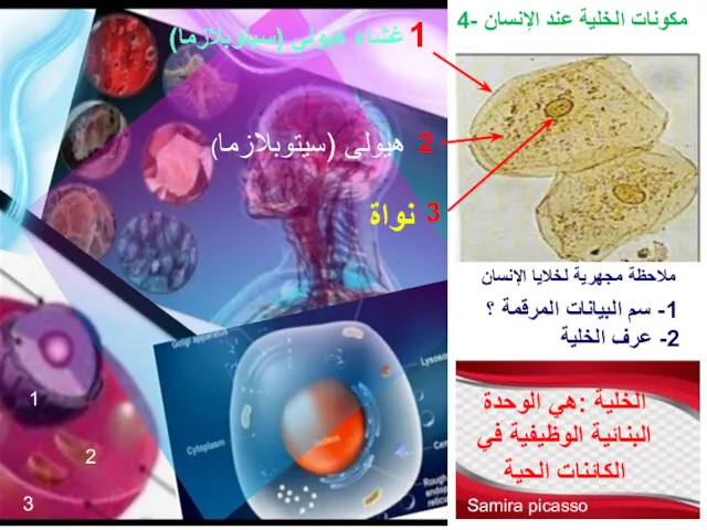 4- مكونات الخلية عند الإنسان ملاحظة مجهرية لخلايا الإنسان 1-