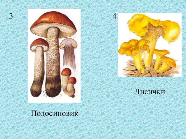 3 4 Подосиновик Лисички