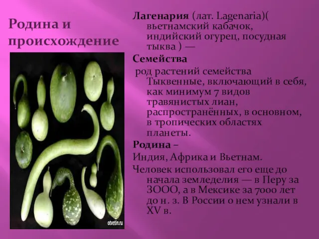 Родина и происхождение Лагенария (лат. Lagenaria)( вьетнамский кабачок, индийский огурец,