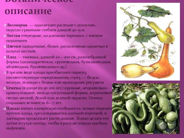 Ботаническое описание Лагенария — однолетнее растение с ползучим, округло-граненым стеблем