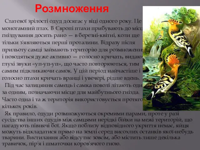 Розмноження Статевої зрілості одуд досягає у віці одного року. Це