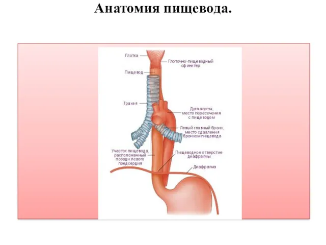 Анатомия пищевода.