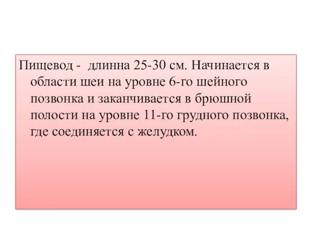 Пищевод - длинна 25-30 см. Начинается в области шеи на уровне 6-го шейного