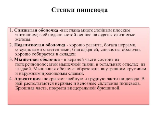 Стенки пищевода 1. Слизистая оболочка -выстлана многослойным плоским эпителием; в её подслизистой основе