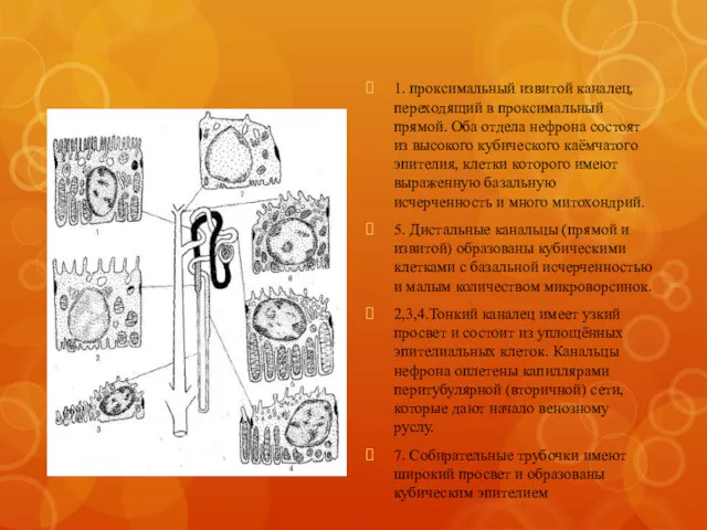 1. проксимальный извитой каналец, переходящий в проксимальный прямой. Оба отдела нефрона состоят из