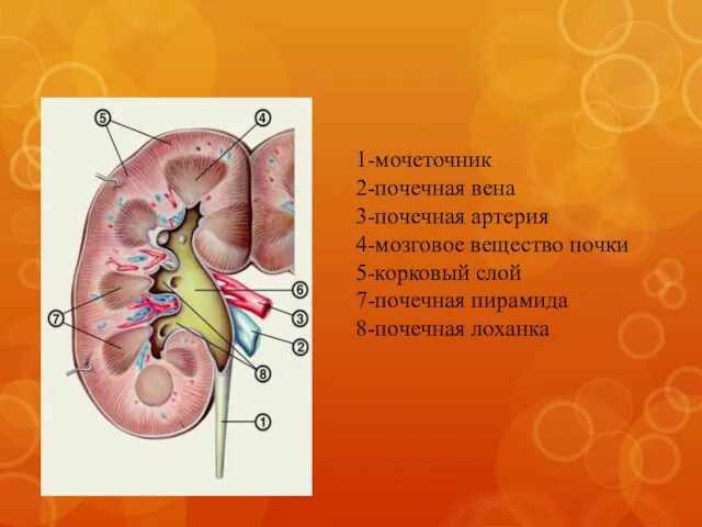 1-мочеточник 2-почечная вена 3-почечная артерия 4-мозговое вещество почки 5-корковый слой 7-почечная пирамида 8-почечная лоханка