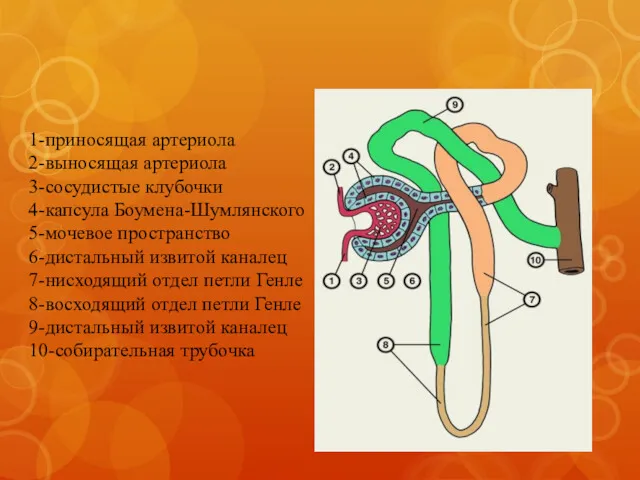 1-приносящая артериола 2-выносящая артериола 3-сосудистые клубочки 4-капсула Боумена-Шумлянского 5-мочевое пространство 6-дистальный извитой каналец