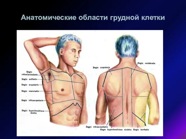 Анатомические области грудной клетки