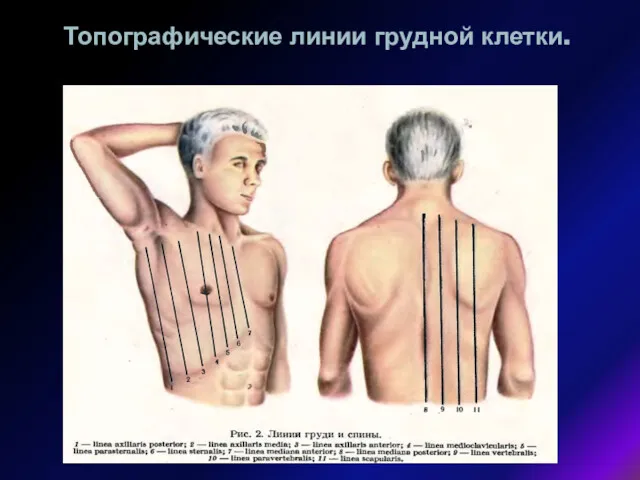 Топографические линии грудной клетки.