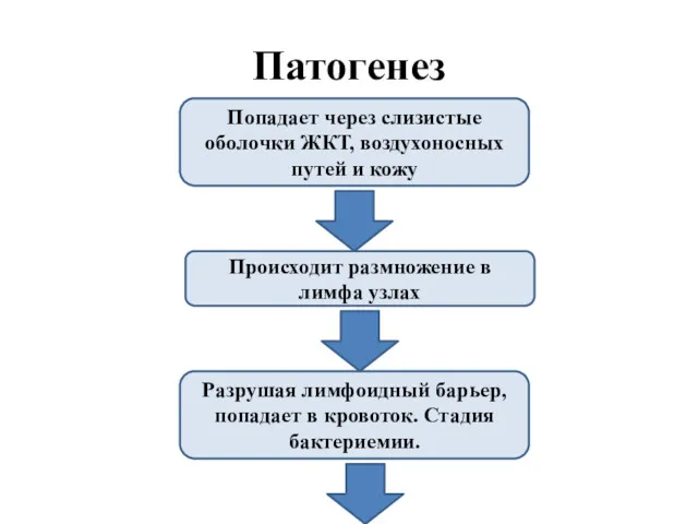 Патогенез Попадает через слизистые оболочки ЖКТ, воздухоносных путей и кожу