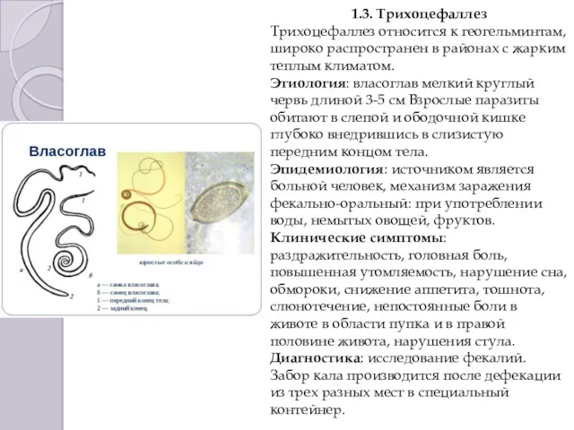 1.3. Трихоцефаллез Трихоцефаллез относится к геогельминтам, широко распространен в районах