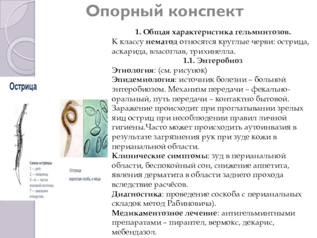 Опорный конспект 1. Общая характеристика гельминтозов. К классу нематод относятся