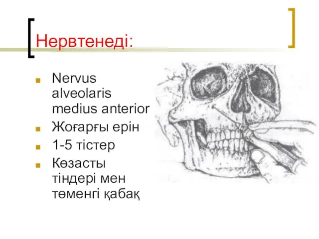 Нервтенеді: Nervus alveolaris medius anterior Жоғарғы ерін 1-5 тістер Көзасты тіндері мен төменгі қабақ