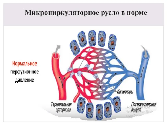 Микроциркуляторное русло в норме