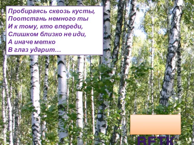 ВЕТКА Пробираясь сквозь кусты, Поотстань немного ты И к тому,