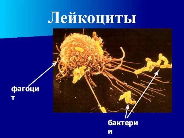 Лейкоциты фагоцит бактерии