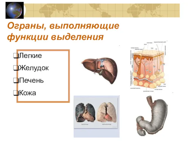 Ограны, выполняющие функции выделения Легкие Желудок Печень Кожа