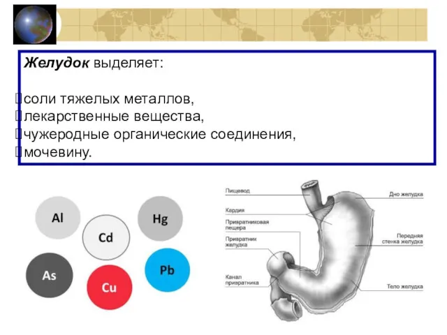 Желудок выделяет: соли тяжелых металлов, лекарственные вещества, чужеродные органические соединения, мочевину.