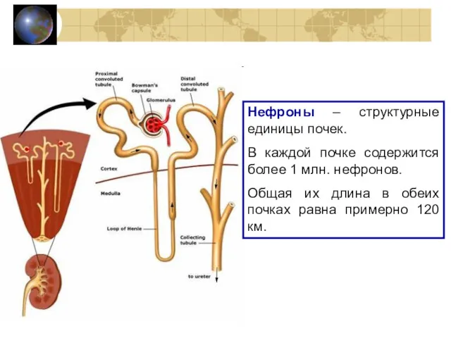 Нефроны – структурные единицы почек. В каждой почке содержится более