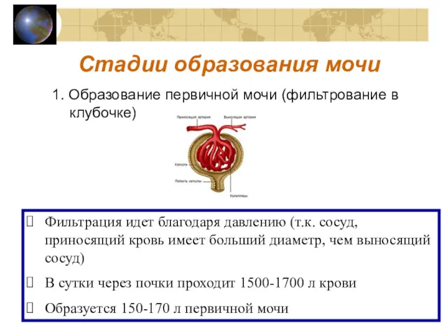 Стадии образования мочи 1. Образование первичной мочи (фильтрование в клубочке)