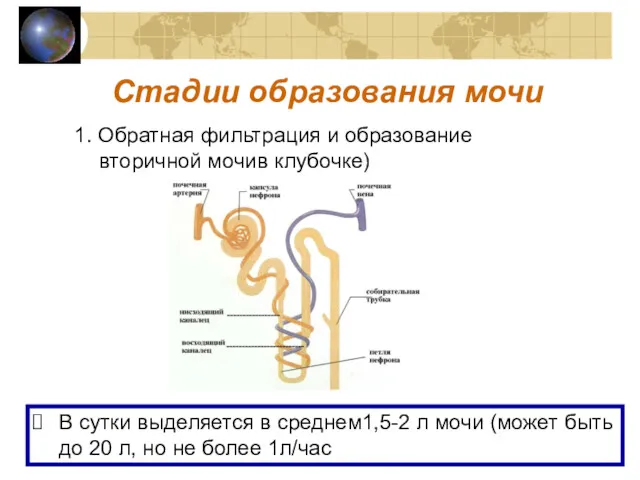 Стадии образования мочи 1. Обратная фильтрация и образование вторичной мочив