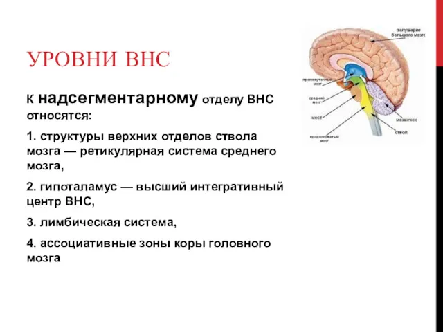 УРОВНИ ВНС К надсегментарному отделу ВНС относятся: 1. структуры верхних